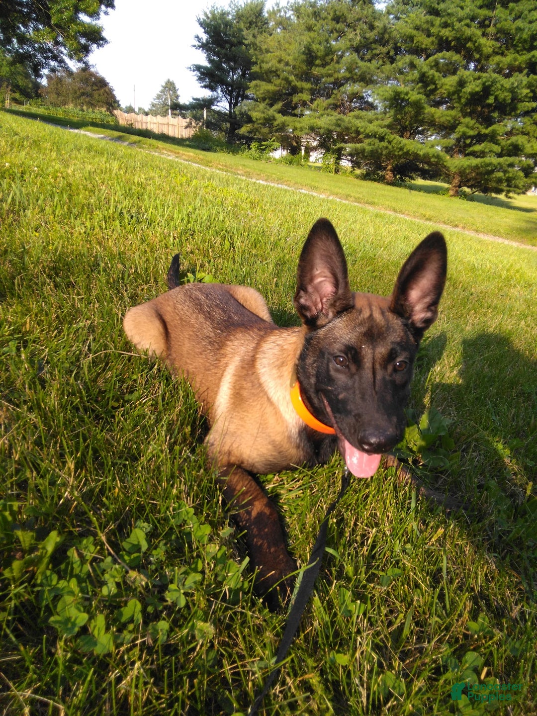 Belgian Malinois dogs for sale: Sierra - Image 3