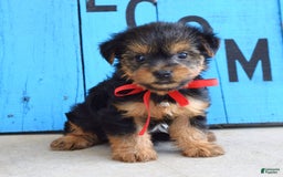 Yorkshire Terrier dogs for sale: Alex - Image 6