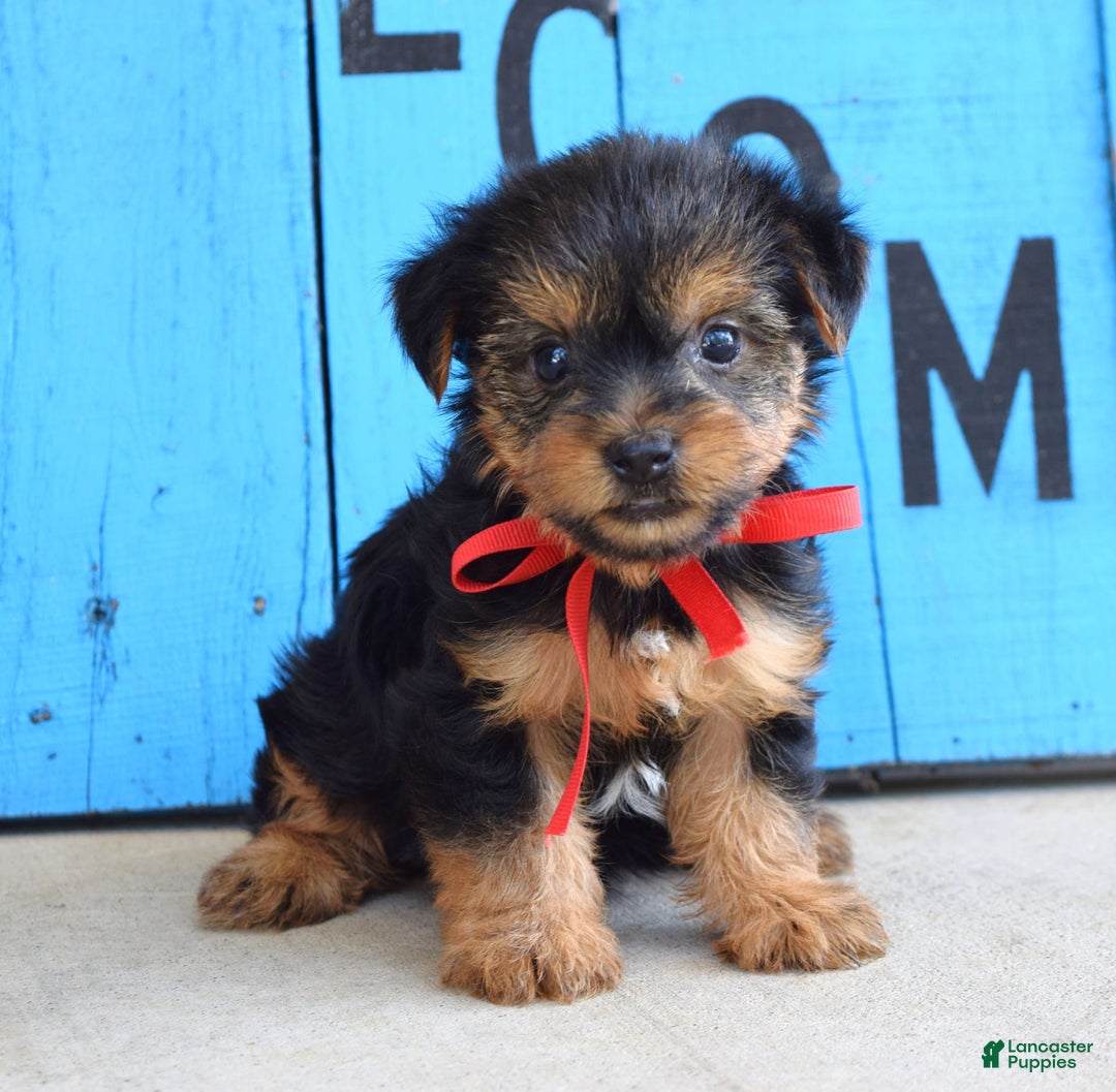Yorkshire Terrier dogs for sale: Alex - Image 6