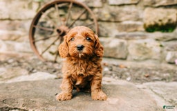 Cavapoo dogs for sale: Ruby - Image 3