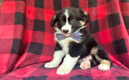 Miniature Australian Shepherd dogs for sale: Meatball - Image 6