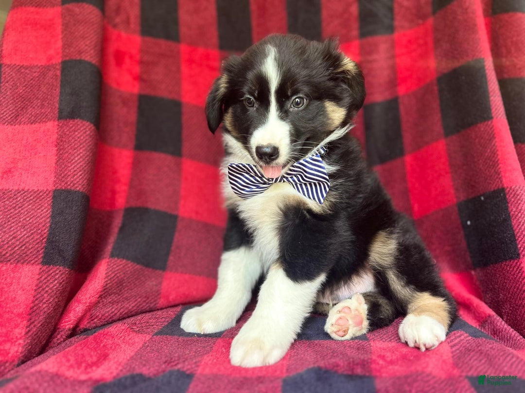 Miniature Australian Shepherd dogs for sale: Meatball - Image 6