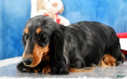Miniature Dachshund dogs for sale: Black and tan Russian - Image 9