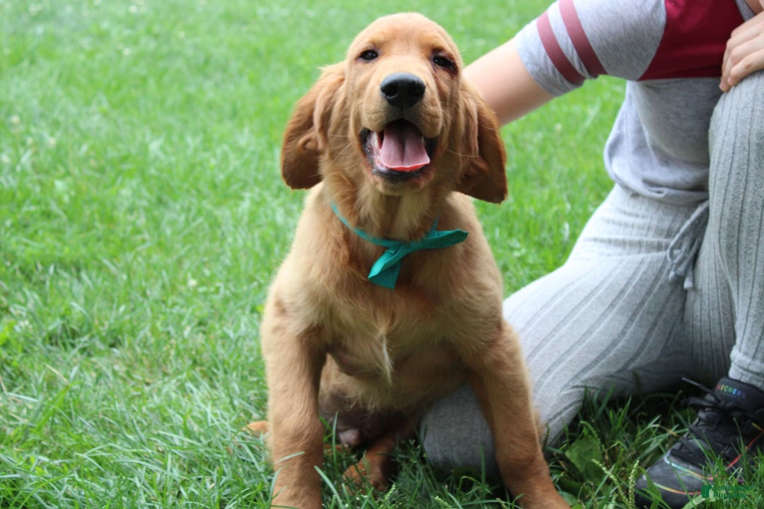 Golden Retriever dogs for sale: Gunther - Image 14