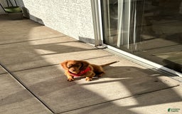 Dachshund dogs for sale: Snoopy - Image 4
