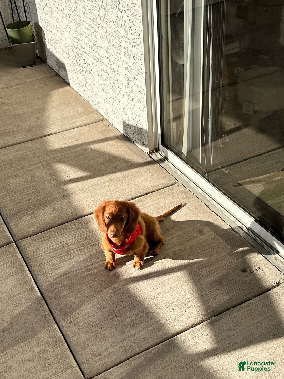 Dachshund dogs for sale: Snoopy - Image 4