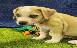 Catahoula Leopard Dog dogs for sale: Tess 2025 Male 3 - Image 12