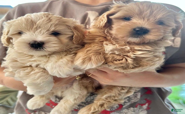 Maltipoo dogs for sale - Ad 1