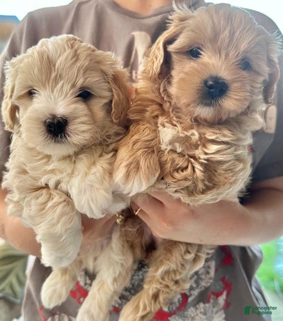 Maltipoo dogs for sale - Ad 1