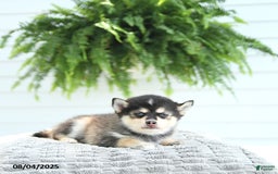 Pomsky dogs for sale: Bruno - Image 2