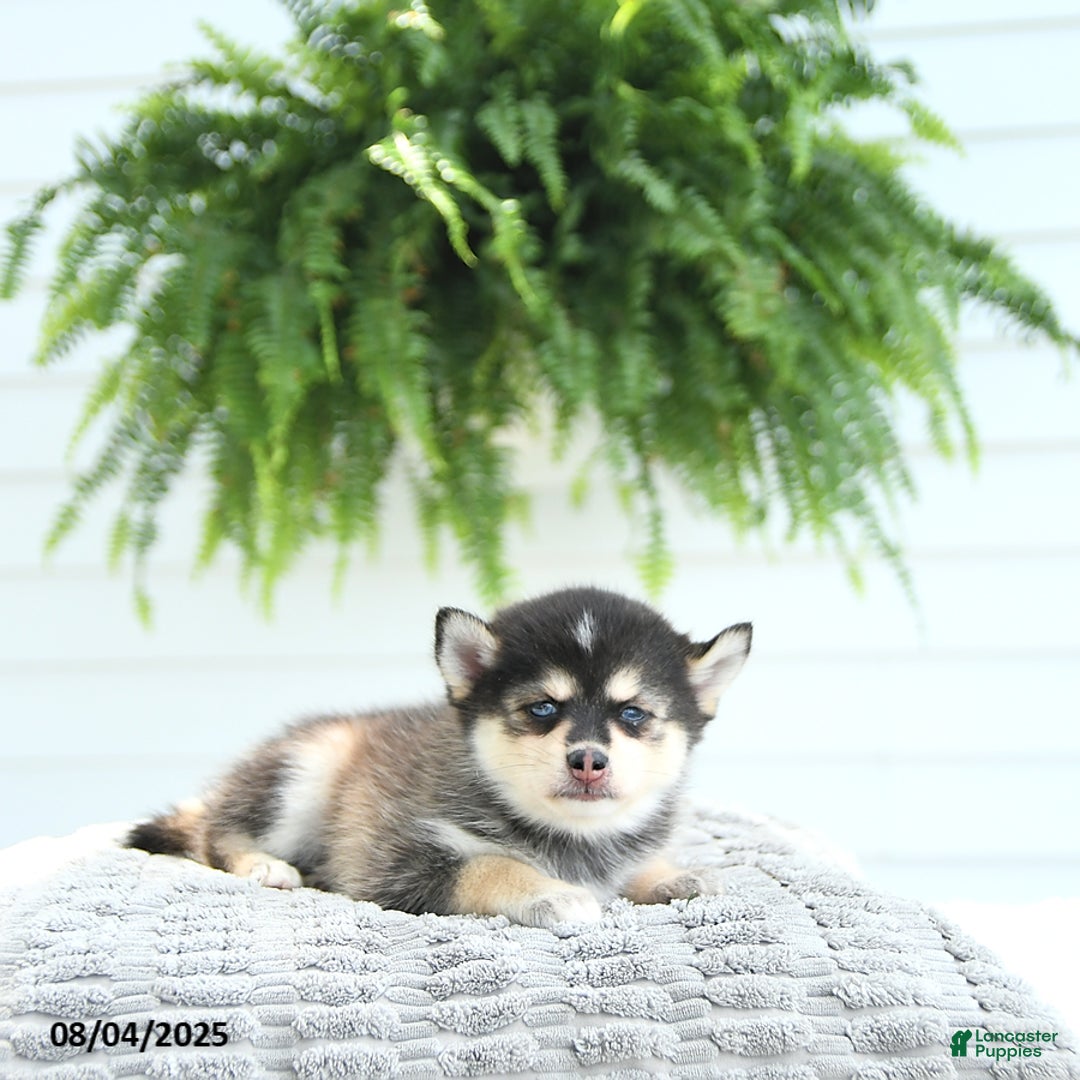 Pomsky dogs for sale: Bruno - Image 2