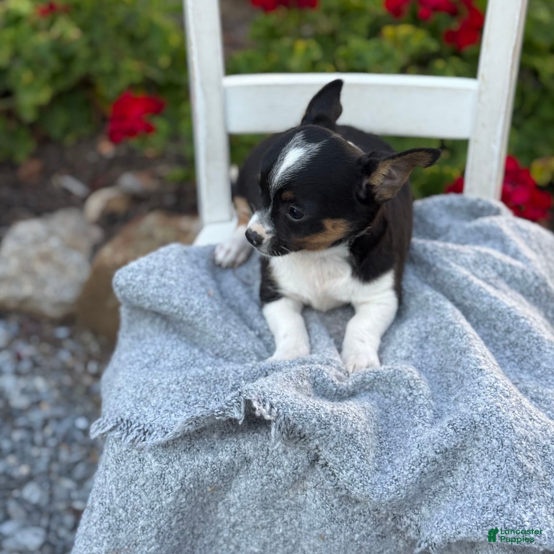 Chihuahua dogs for sale: Sprout - Image 3