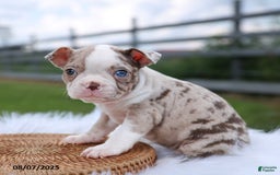Boston Terrier dogs for sale: Daisy - Image 2