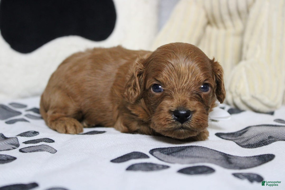 Cavapoo dogs for sale: Phoenix - Image 29