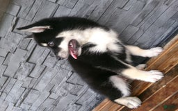 Pomsky dogs for sale: Sammy - Image 5