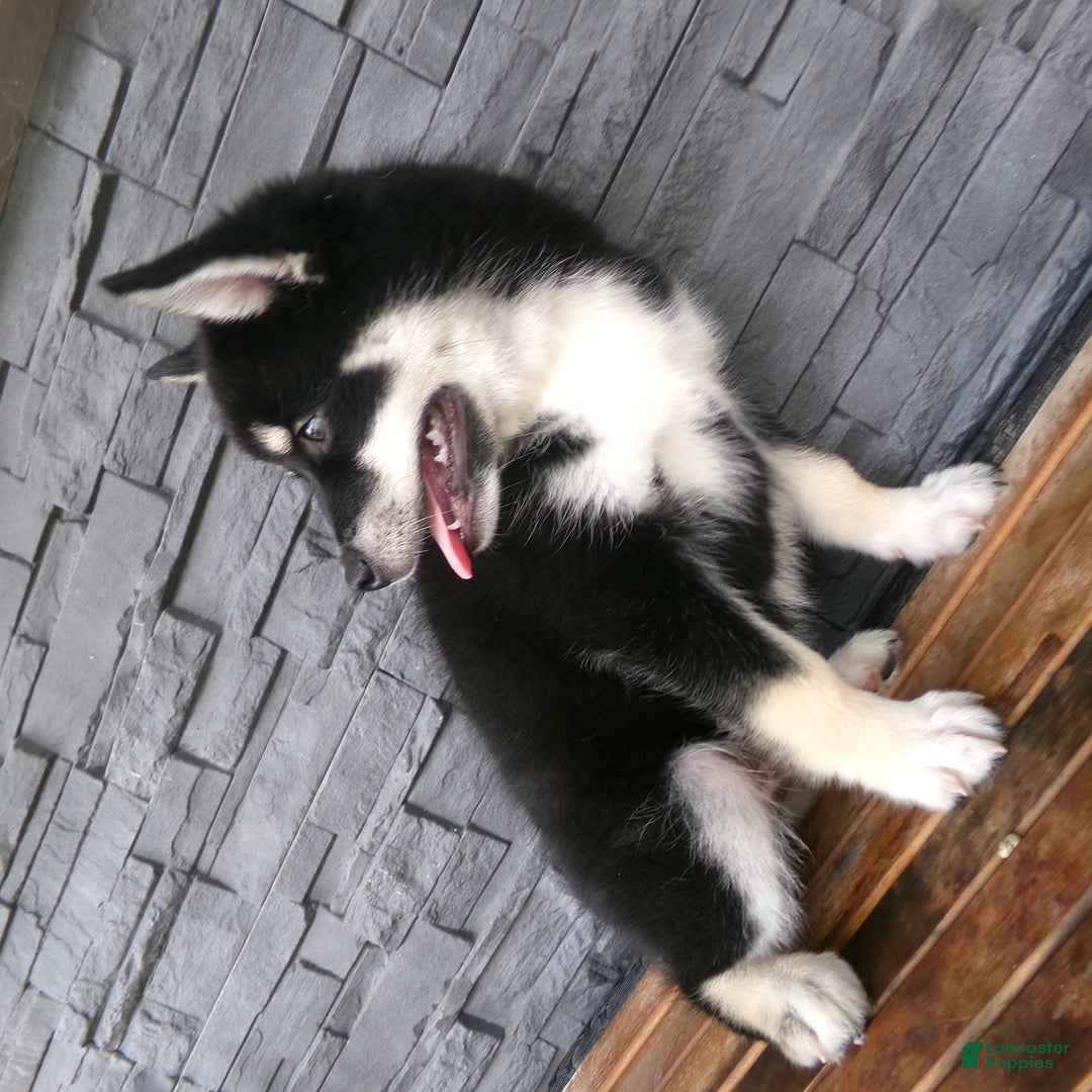 Pomsky dogs for sale: Sammy - Image 5