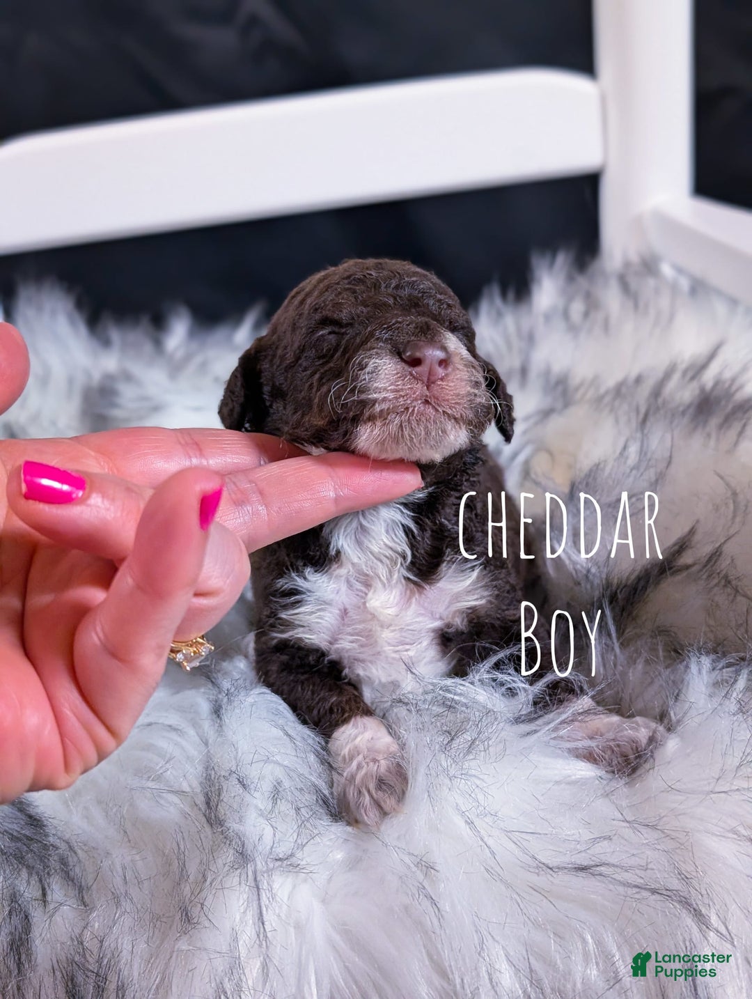 Mini Bernedoodle dogs for sale: Cheddar - Image 1