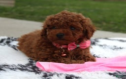 Toy Poodle dogs for sale: Haley - Image 6