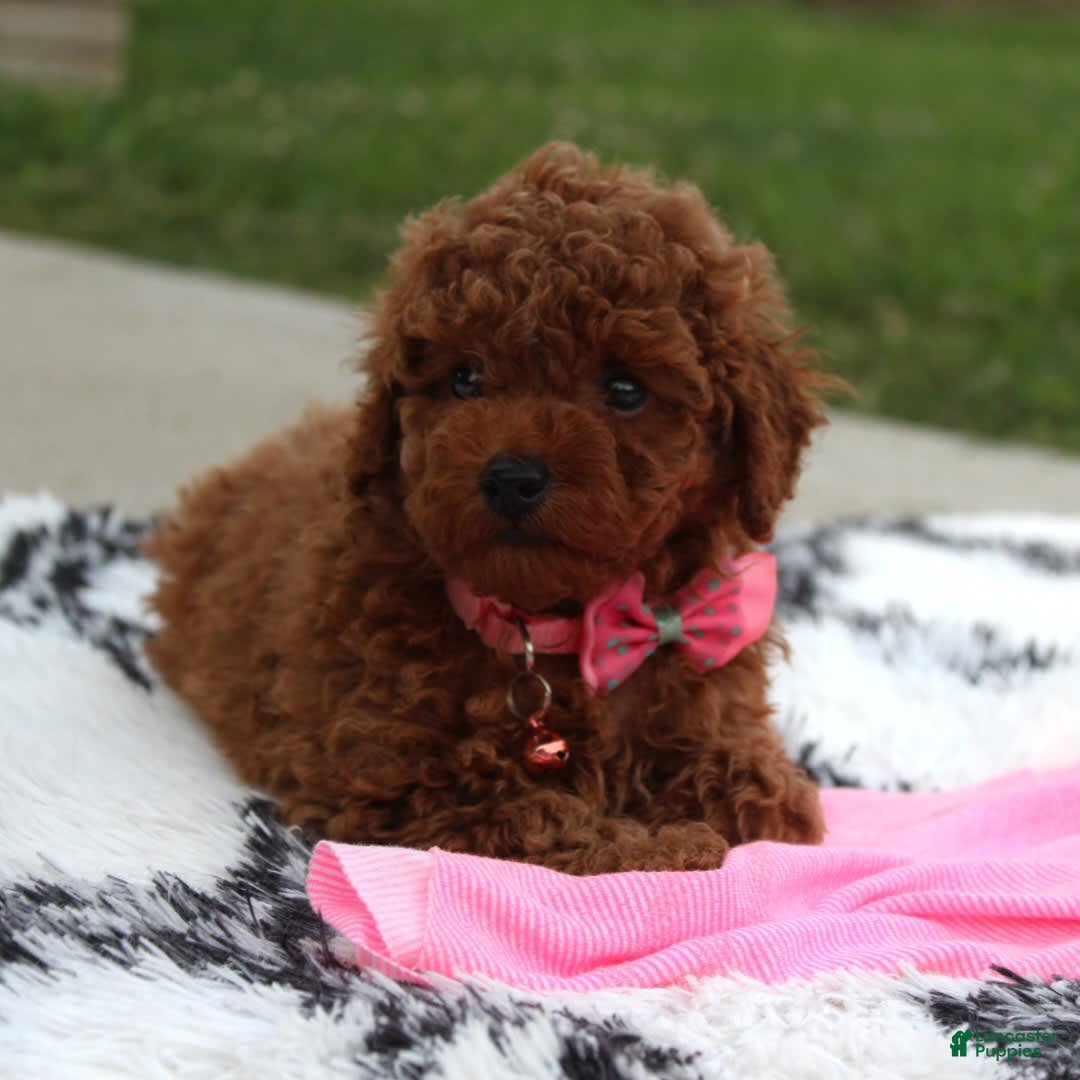 Toy Poodle dogs for sale: Haley - Image 6