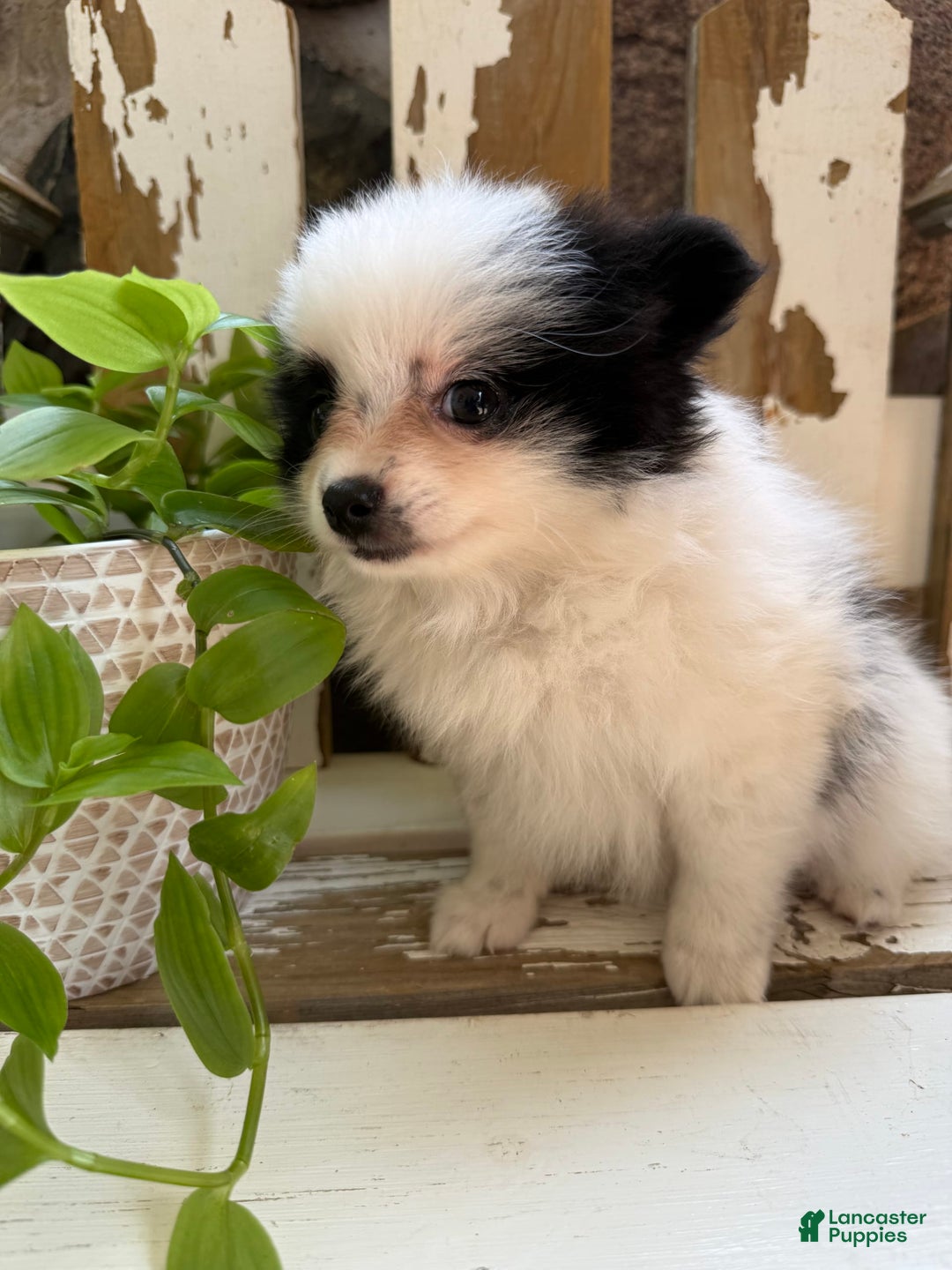 Pomeranian dogs for sale: Bear - Image 5