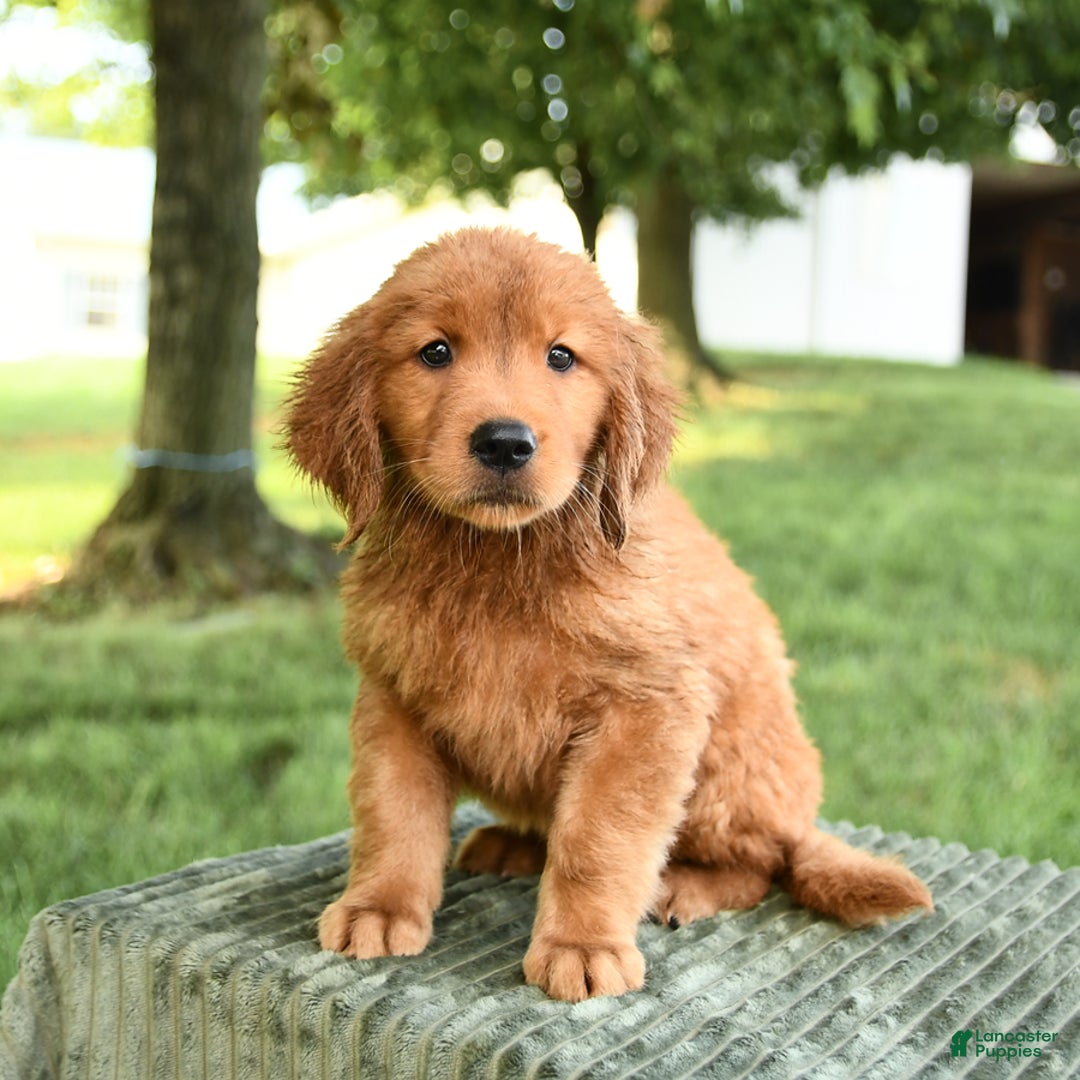 Golden Retriever dogs for sale: Charlotte - Listing for pets: Caroline, Chiffon, Clayton, Charlotte, Canyon, Crissa, Crew, Cooper - Image 3