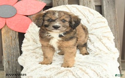 Mini Goldendoodle dogs for sale: Moose - Image 3