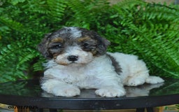 Mini Aussiedoodle dogs for sale: Connor - Image 2