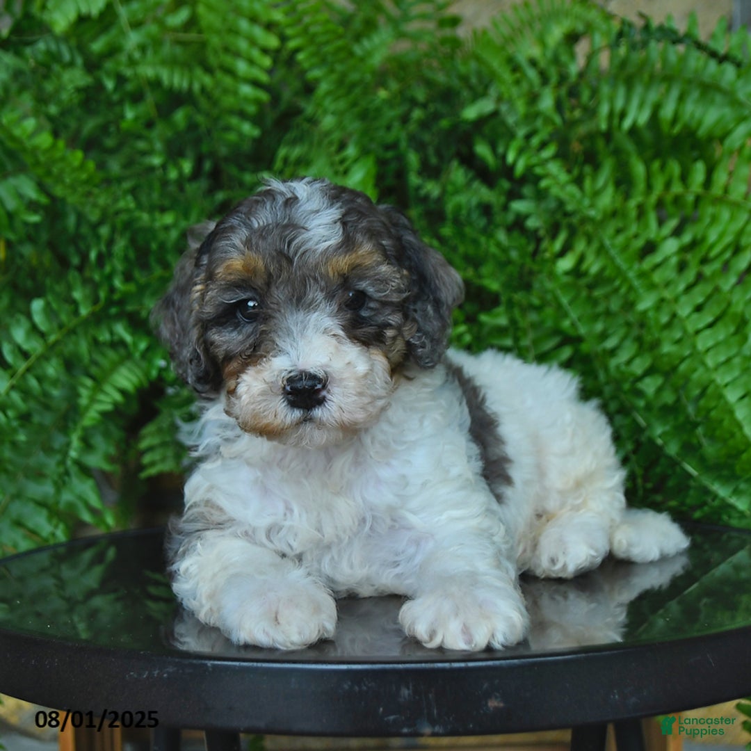 Mini Aussiedoodle dogs for sale: Connor - Image 2