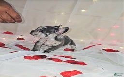French Bulldog dogs for sale: Missy - Image 7