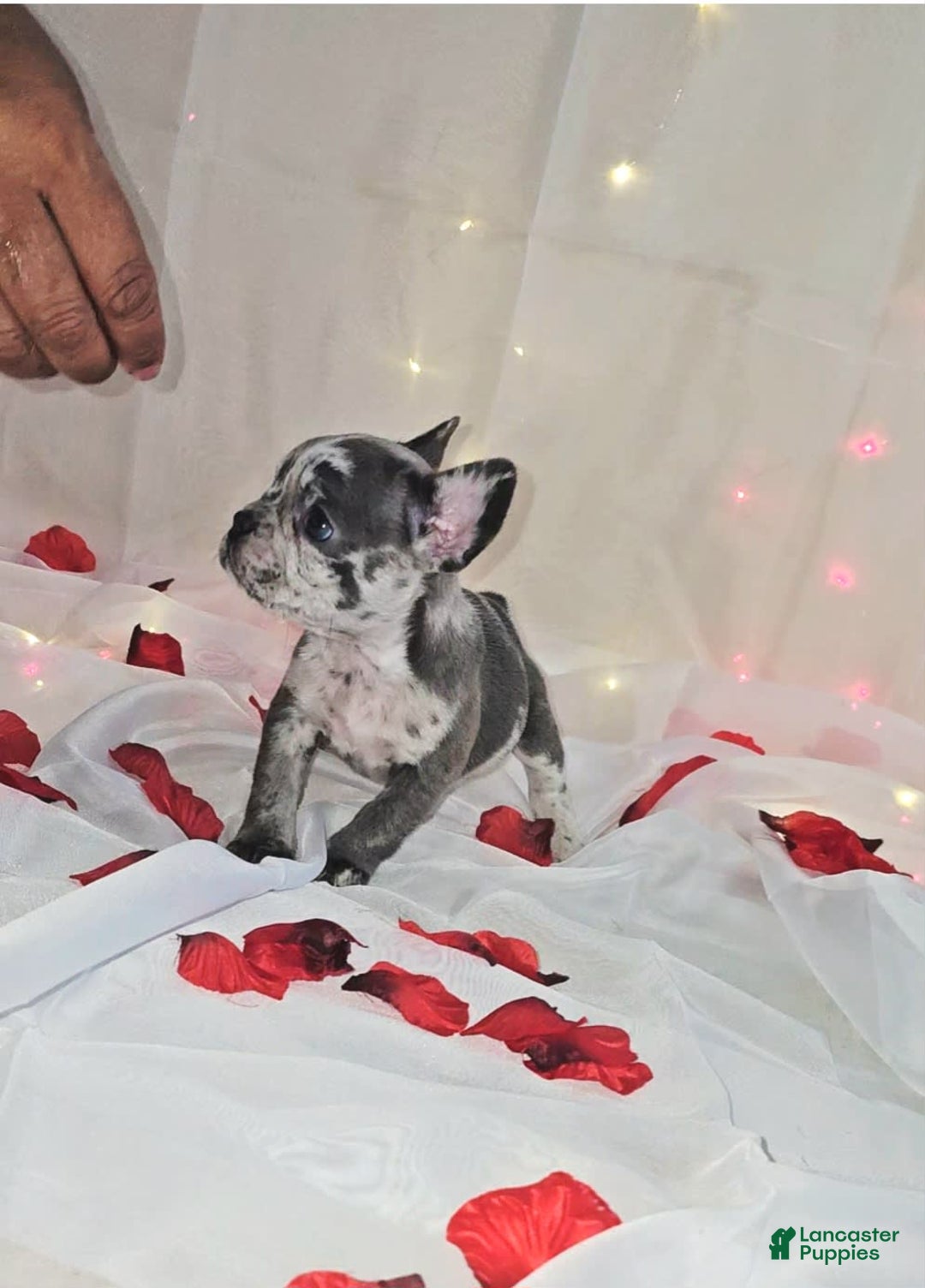 French Bulldog dogs for sale: Missy - Image 7
