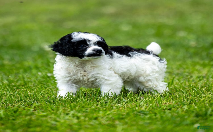 Toy Poodle dogs for sale - Ad 5