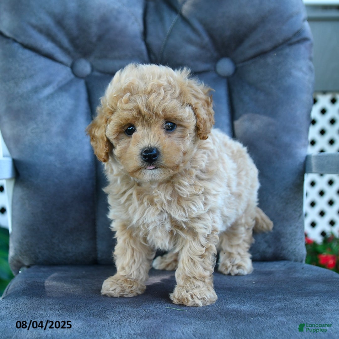 Maltipoo dogs for sale: Puffball - Image 1