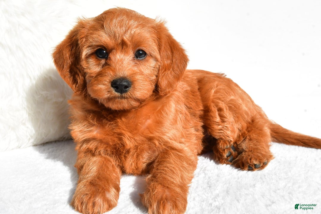  dogs for sale: Mia - Image 6