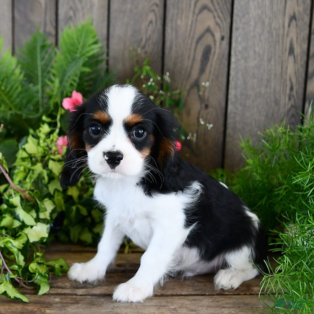 Cavalier King Charles Spaniel dogs for sale: Jack - Image 7