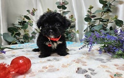 Morkie dogs for sale: Wesley - Image 5