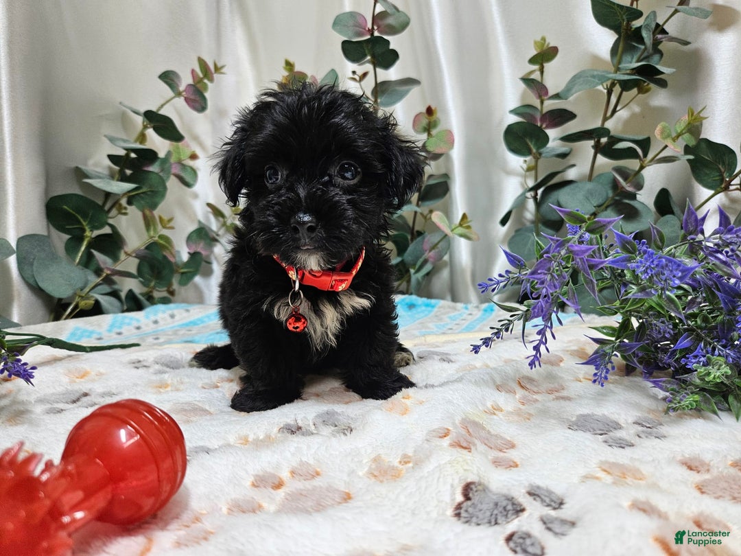 Morkie dogs for sale: Wesley - Image 5