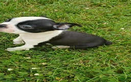Boston Terrier dogs for sale: Pipe - Image 3