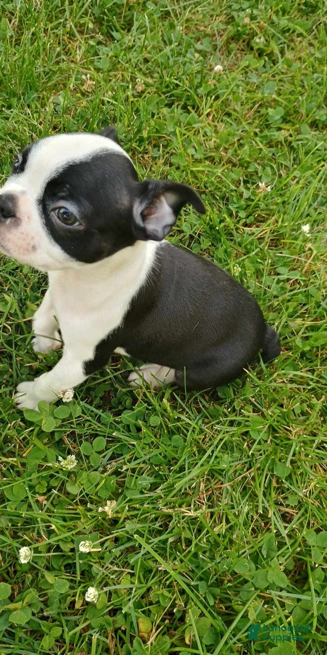 Boston Terrier dogs for sale: Pipe - Image 3