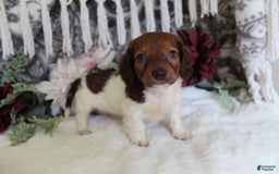 Miniature Dachshund dogs for sale: Gloria - Image 10