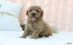  dogs for sale: Mini Goldendoodle 4 puppies - Image 13