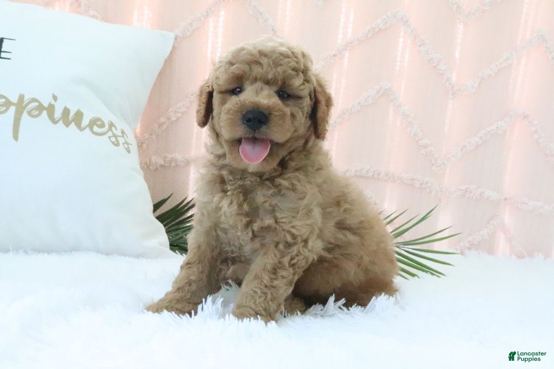  dogs for sale: Mini Goldendoodle 4 puppies - Image 13