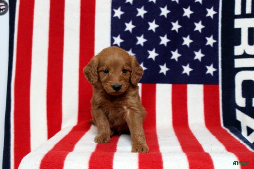 Mini Goldendoodle dogs for sale: Peter - Image 2