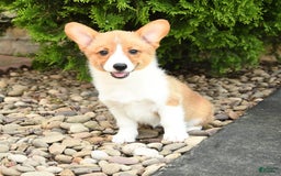 Welsh Corgi Pembroke dogs for sale: Clementine - Image 9