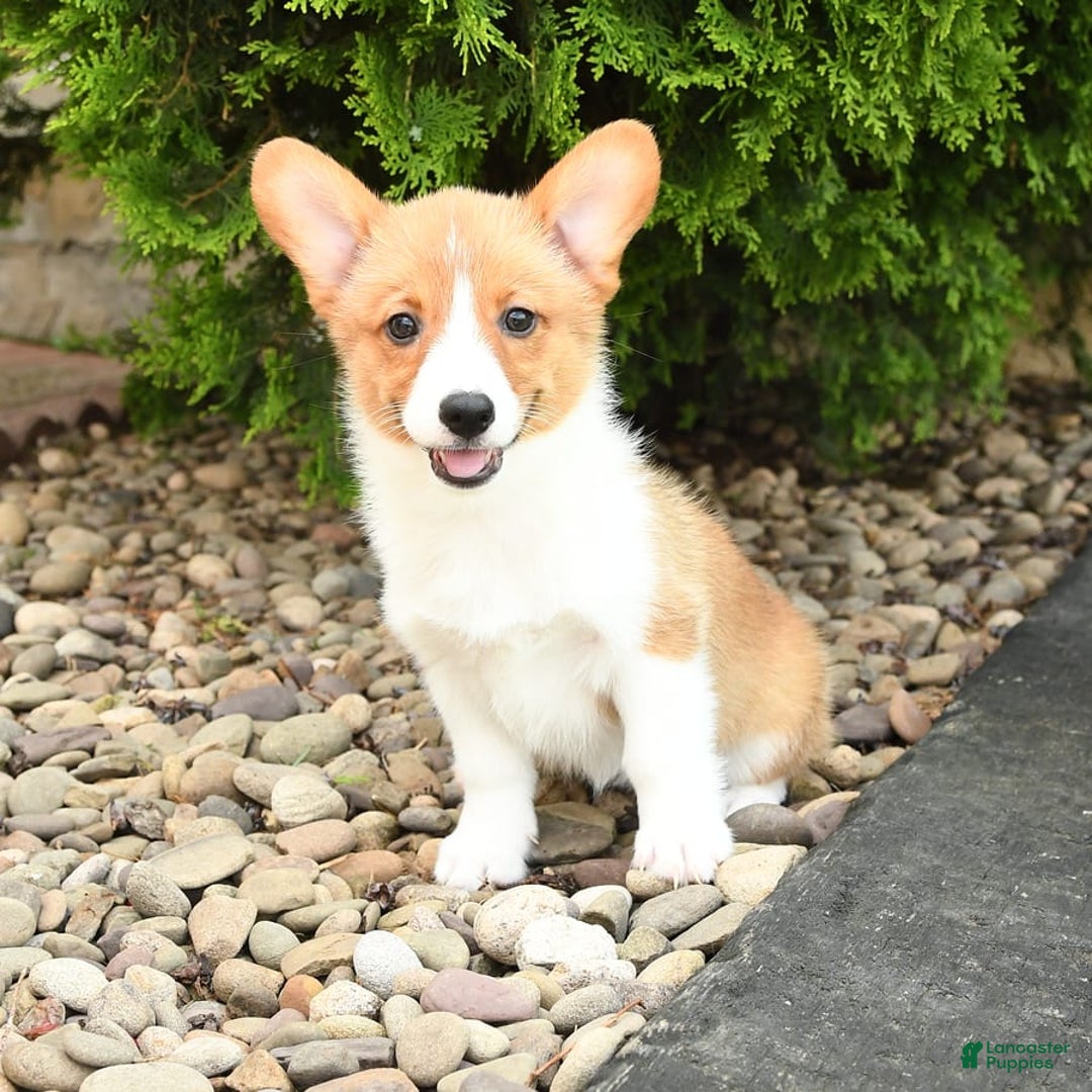 Welsh Corgi Pembroke dogs for sale: Clementine - Image 9