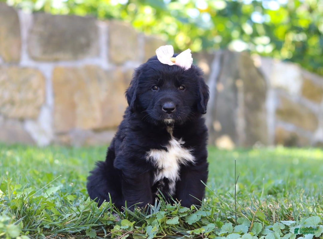 Newfoundland dogs for sale: Luna - Image 3