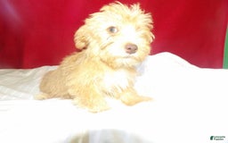 Yochon dogs for sale: bean - Image 1