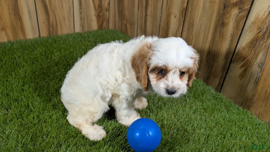 Cavapoo dogs for sale: Fiona Boy 1 - Image 9