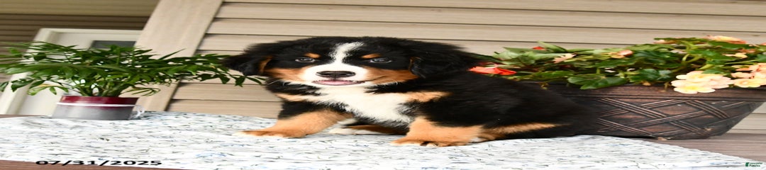 Bruno