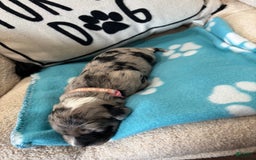 Old English Sheepdog dogs for sale: Light Pink Girl - Image 6