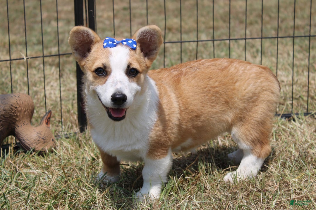 American Corgi dogs for sale: Doris - Image 1